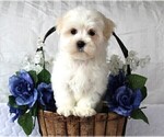 Small Photo #2 Maltese Puppy For Sale in ROCK STREAM, NY, USA