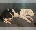 Small #1 Bullboxer Pit