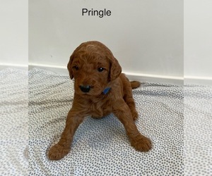 Goldendoodle (Miniature) Puppy for Sale in PACIFIC GROVE, California USA