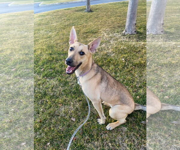 Medium Photo #6 Mutt Puppy For Sale in Sandy, UT, USA