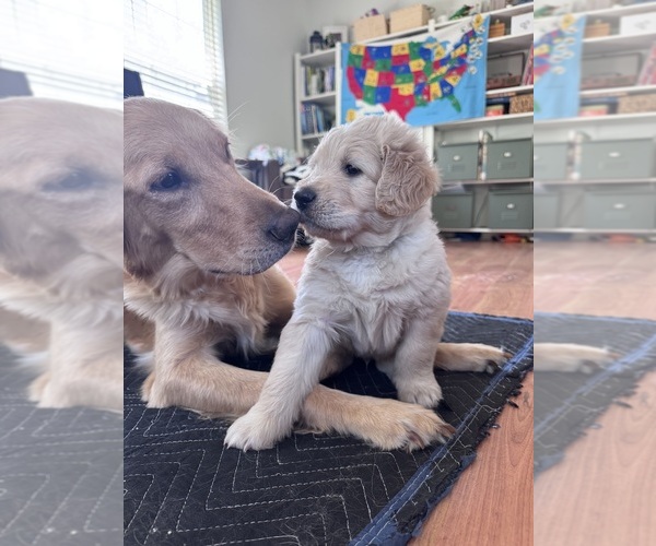 Medium Photo #3 Goldendoodle Puppy For Sale in MATTHEWS, NC, USA