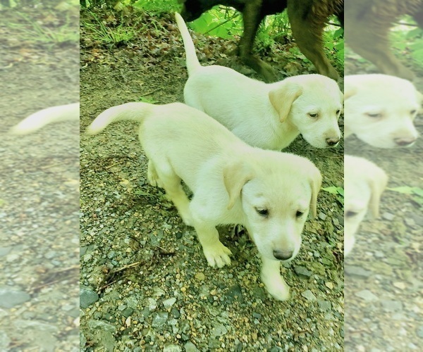 Medium Photo #1 Labrador Retriever Puppy For Sale in BON AQUA, TN, USA