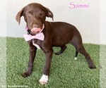 Small Chocolate Labrador retriever-Weimaraner Mix