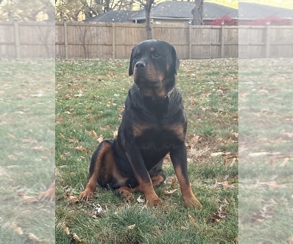 Medium Photo #1 Rottweiler Puppy For Sale in LAFAYETTE, IN, USA