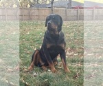 Small Photo #1 Rottweiler Puppy For Sale in LAFAYETTE, IN, USA