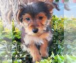 Small #3 Mutt
