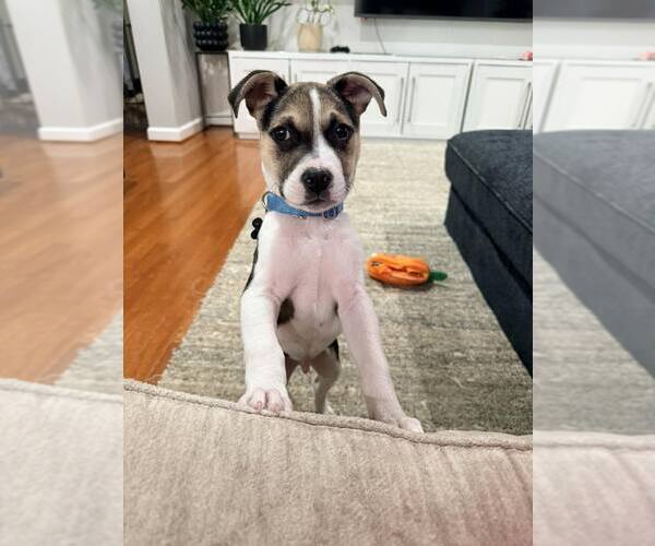 Medium Photo #8 American Staffordshire Terrier-Siberian Husky Mix Puppy For Sale in Holly Springs, NC, USA