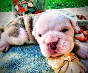 English Bulldogge Puppy for sale in HAIKU, HI, USA