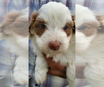 Small Bernedoodle (Miniature)