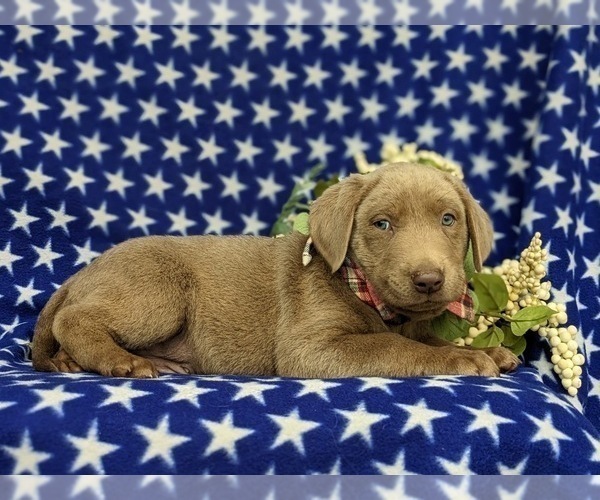 Medium Photo #5 Labrador Retriever Puppy For Sale in KINZERS, PA, USA