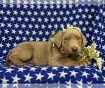 Small Photo #5 Labrador Retriever Puppy For Sale in KINZERS, PA, USA