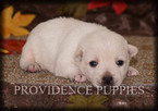 Small Photo #7 West Highland White Terrier Puppy For Sale in COPPOCK, IA, USA