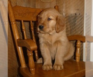Medium Golden Retriever