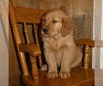 Puppy Cassia Golden Retriever