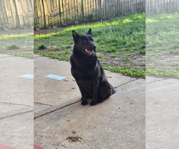 Medium Photo #4 Mutt Puppy For Sale in Munford, TN, USA