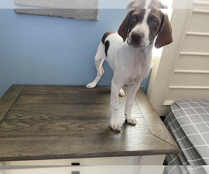 German Shorthaired Pointer Puppy for sale in BELL GARDENS, CA, USA