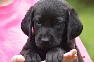 Labrador Retriever Puppy for sale in HOLLYWOOD, MD, USA