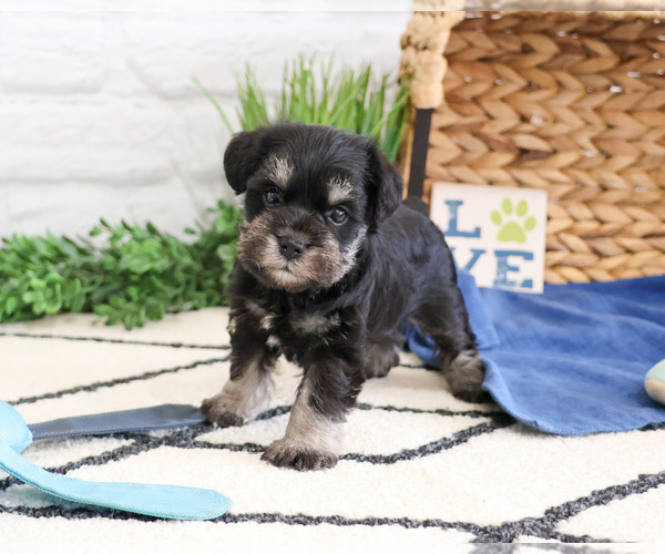 Medium Photo #1 Schnauzer (Miniature) Puppy For Sale in SYRACUSE, IN, USA