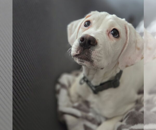 Medium Photo #10 Boxer-Unknown Mix Puppy For Sale in Brooklyn Center, MN, USA