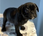 Small #4 French Bulldog