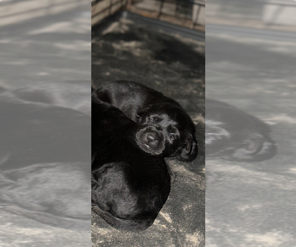 Medium Photo #6 Labrador Retriever Puppy For Sale in LUTZ, FL, USA