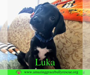 Bulldog-Labrador Retriever Mix Dogs for adoption in Pensacola, FL, USA