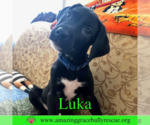 Small Bulldog-Labrador Retriever Mix