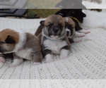 Small Photo #105 Pembroke Welsh Corgi Puppy For Sale in SOULSBYVILLE, CA, USA