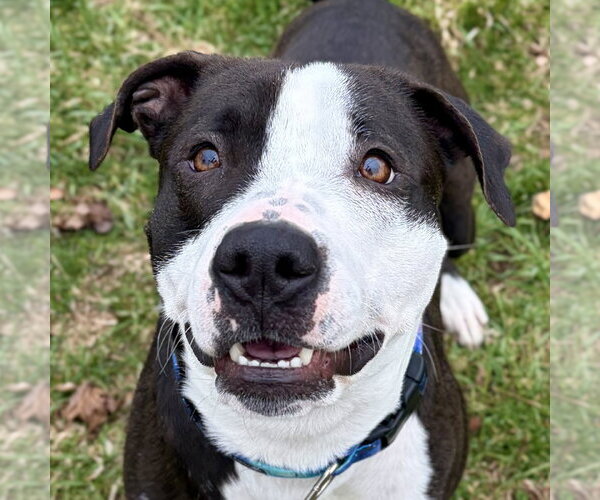 Medium Photo #7 Mutt Puppy For Sale in Jefferson, WI, USA