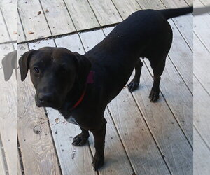 Pebbles - Female Labrador Retriever-Unknown Mix Dog for Adoption - Photo #2