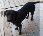 Small Photo #2 Labrador Retriever-Unknown Mix Puppy For Sale in Newfoundland, PA, USA