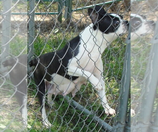 Medium Photo #1 Boston Terrier Puppy For Sale in BEND, OR, USA