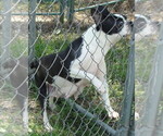 Small Photo #1 Boston Terrier Puppy For Sale in BEND, OR, USA