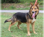 Small #3 German Shepherd Dog Mix