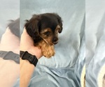 Small #1 Dorkie