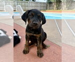 Small #4 Labrador Retriever Mix