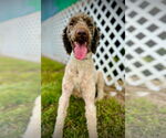 Small #1 Poodle (Standard)