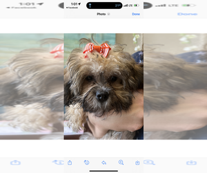 Maltese-Maltipoo Mix Puppy for sale in SARASOTA, FL, USA