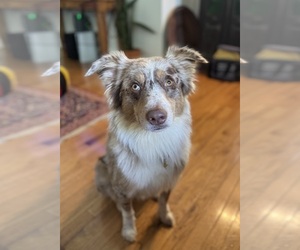 Father of the Australian Shepherd puppies born on 08/07/2025
