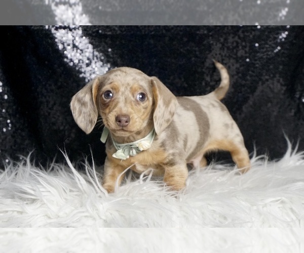 Medium Photo #4 Dachshund Puppy For Sale in WARSAW, IN, USA