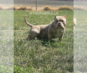 American Bully Puppy for sale in VACAVILLE, CA, USA