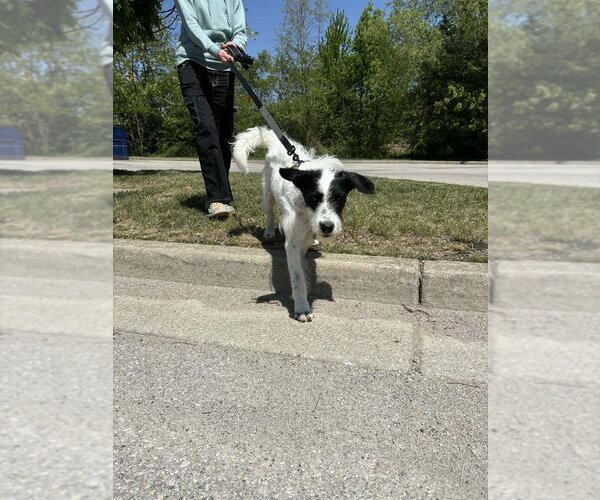 Medium Photo #4 Labmatian Puppy For Sale in Aurora, IN, USA