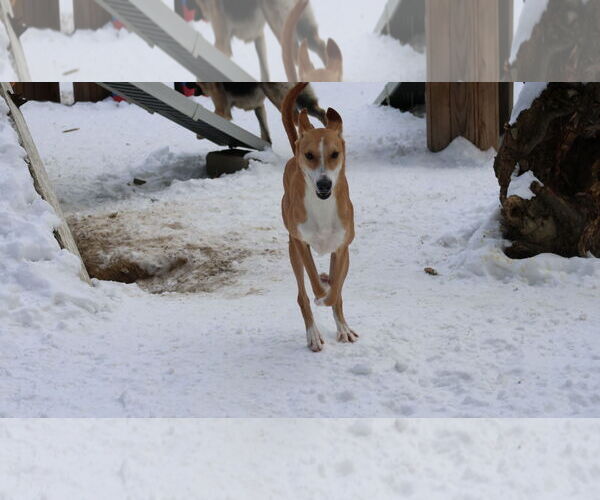 Medium Photo #32 Saluki-Whippet Mix Puppy For Sale in Sebec, ME, USA