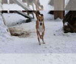 Small #31 Saluki-Whippet Mix