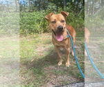 Small #1 Black Mouth Cur Mix