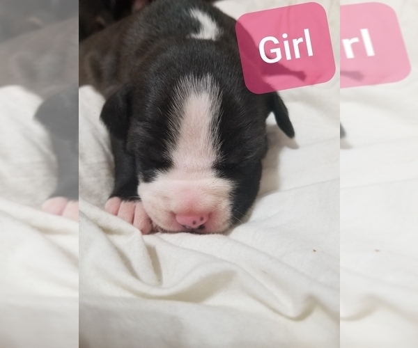 Medium Photo #7 American Staffordshire Terrier Puppy For Sale in COLUMBUS, OH, USA