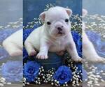 Small Photo #16 French Bulldog Puppy For Sale in WILDOMAR, CA, USA