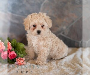 Maltipoo Puppy for sale in MILL HALL, PA, USA