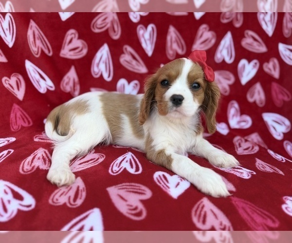 Medium Photo #2 Cavalier King Charles Spaniel Puppy For Sale in LAKELAND, FL, USA