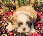 Small Photo #2 Shih Tzu Puppy For Sale in SMITHVILLE, TX, USA
